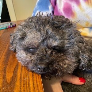 Meet your Posher, Garrin